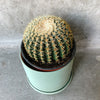 Round barrel cactus in a mint green pot