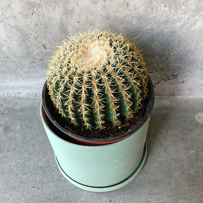 Round barrel cactus in a mint green pot
