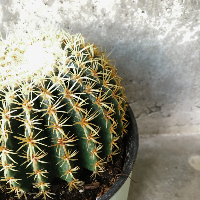 Close-up of a golden barrel cactus