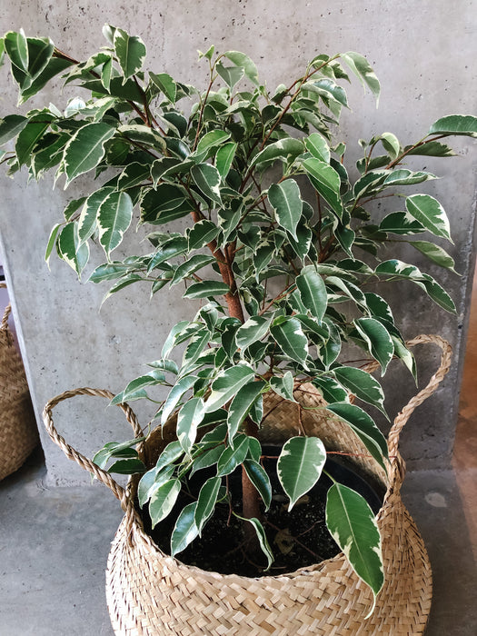 Ficus Benjamina Variegata