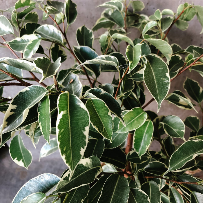 Ficus Benjamina Variegata