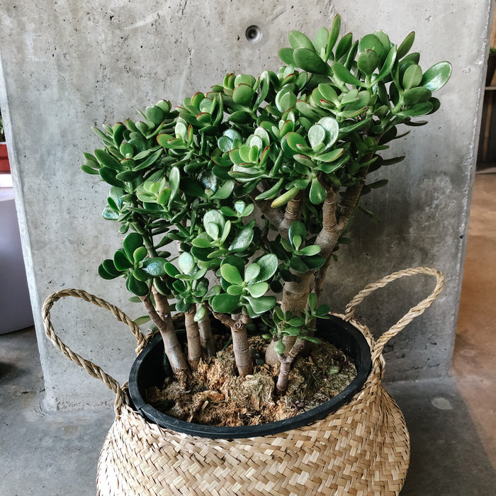 Crassula Ovata