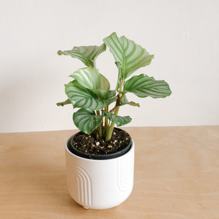 Calathea Orbifolia