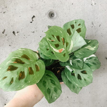 Hand holding a variegated rabbit tracks maranta