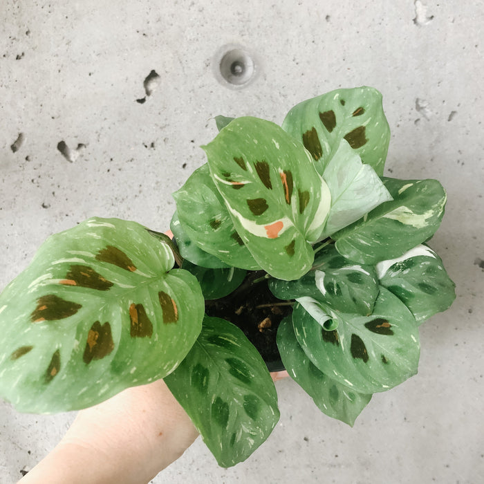 Hand holding a variegated rabbit tracks maranta