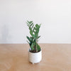 Small ZZ plant in a white pot on a wooden table