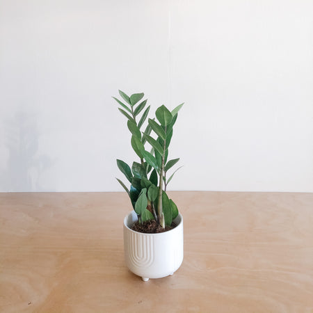 Small ZZ plant in a white pot on a wooden table