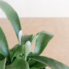 Close-up of fuzzy staghorn fern fronds