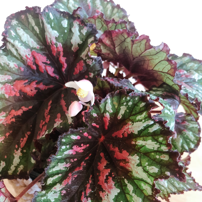 Rex Begonia