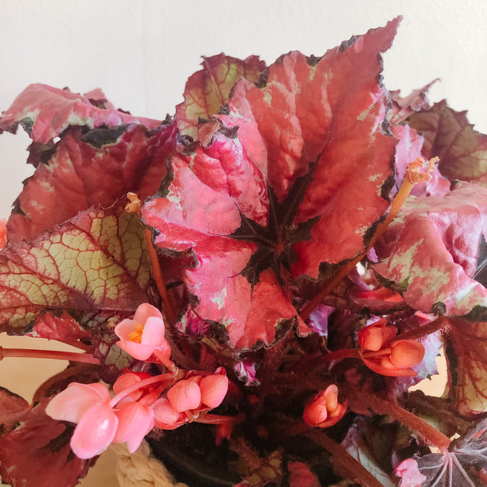 Rex Begonia