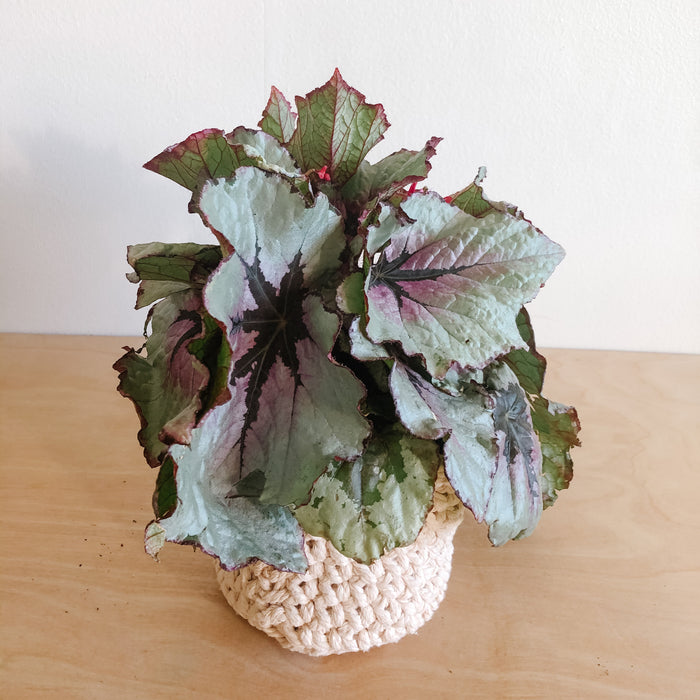 Rex Begonia