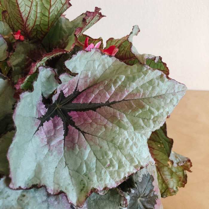 Rex Begonia