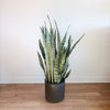 Snake plant in a black pot on a wooden floor