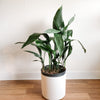 Cast iron plant in a white pot