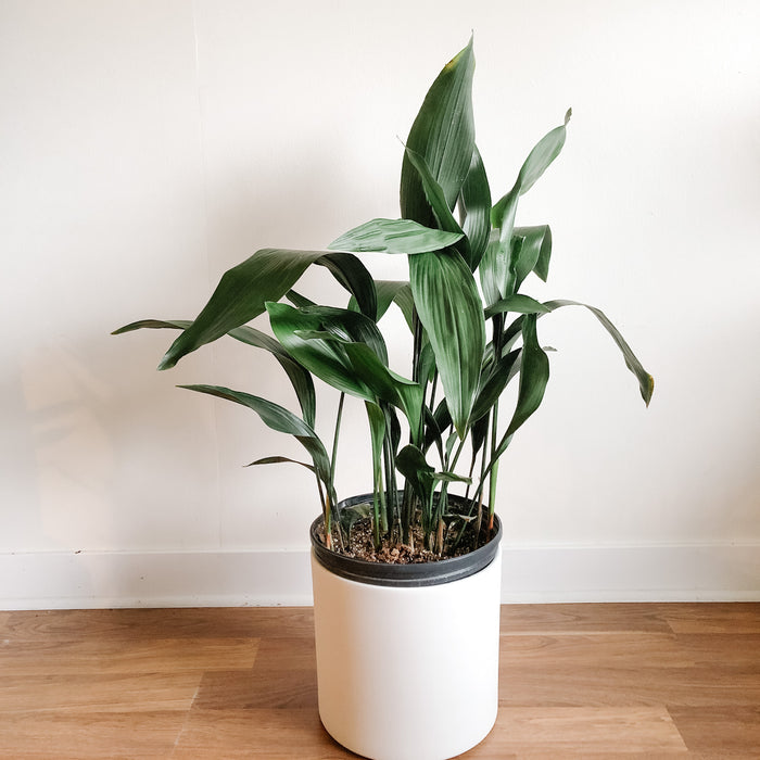 Cast iron plant in a white pot