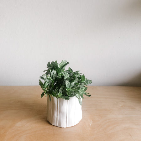 Small fittonia in a white faceted pot