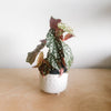Polka dot begonia in a white pot on a wood floor