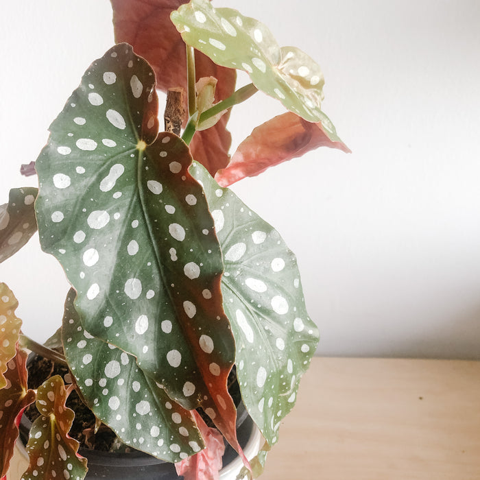 Close-up of silver-spotted begonia leaves