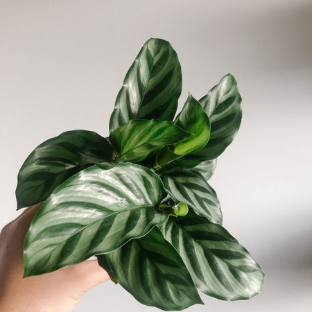 Hand holding a Calathea Freddie with striped leaves