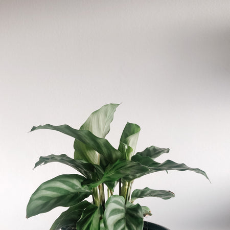 Calathea Freddie against a grey background