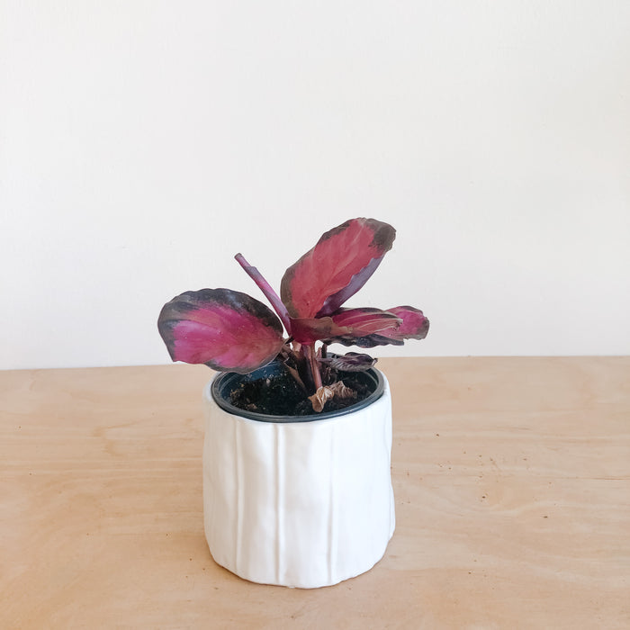 Calathea Rosy