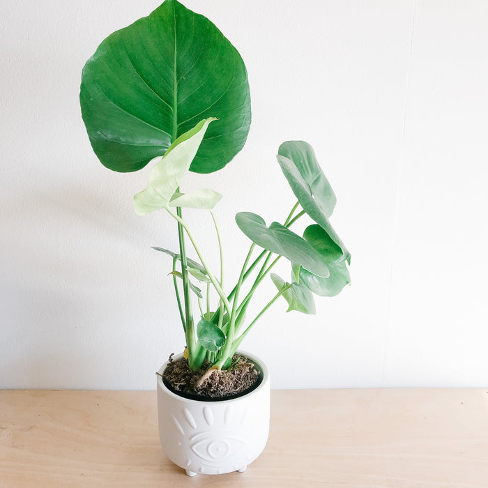 Young Monstera deliciosa in a white pot