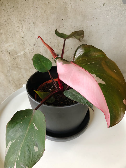 Hand holding a Pink Princess philodendron in a black pot