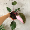 Hand holding a Pink Princess philodendron