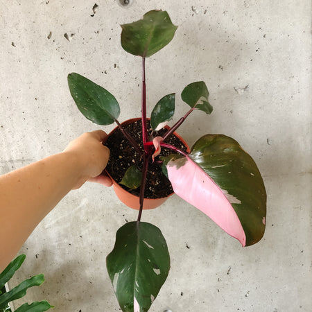 Hand holding a Pink Princess philodendron