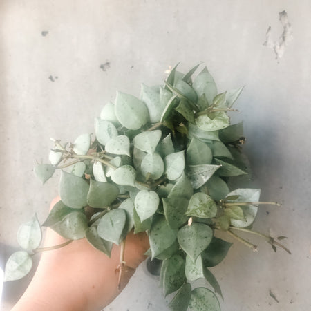 Hand holding a Hoya krohniana Silver with silvery leaves