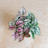 Polka dot plants in pink and white