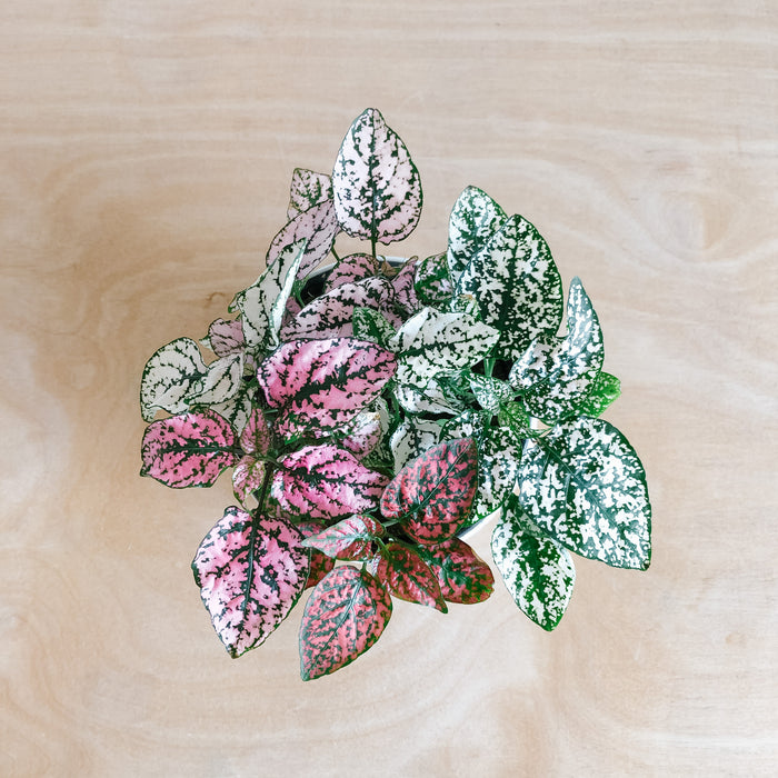 Polka dot plants in pink and white