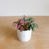 Pink polka dot plant in a white pot