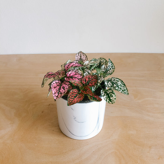 Pink polka dot plant in a white pot