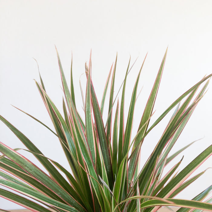 Dracaena marginata 'Tricolor'