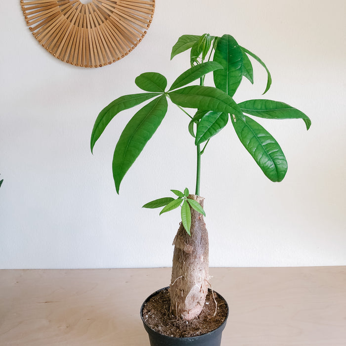 Money tree with a thick trunk in front of a woven wall hanging
