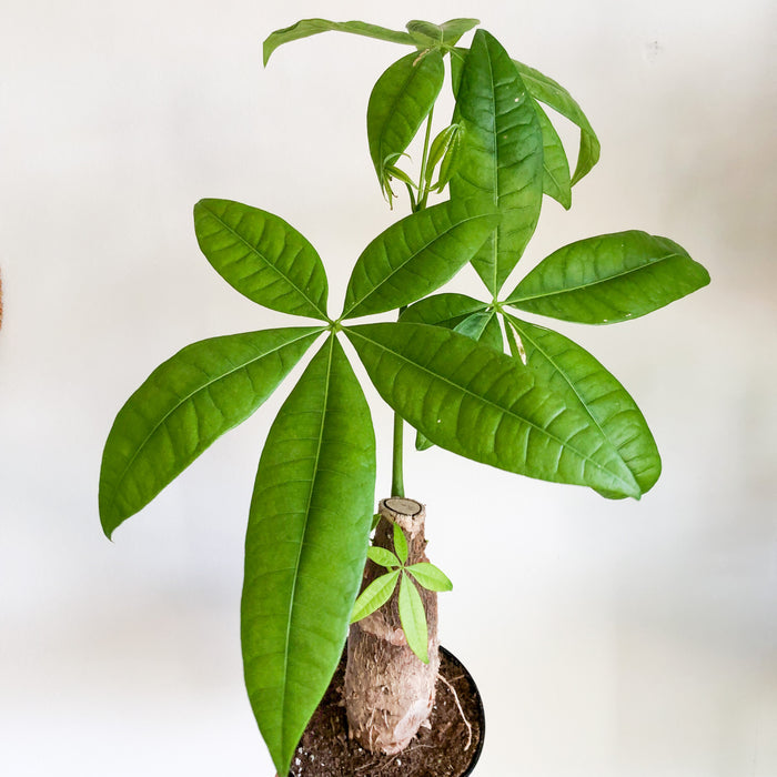 Money tree in a nursery pot