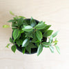 Beetle peperomia from above