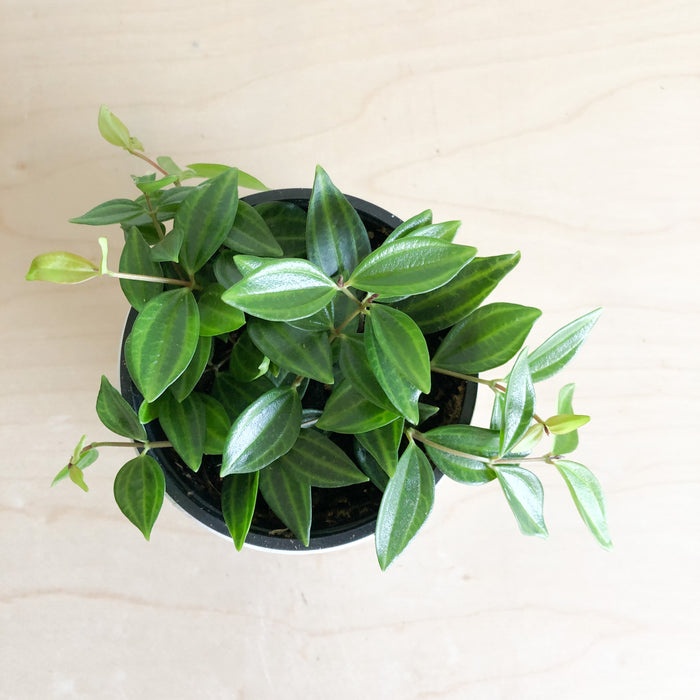 Beetle peperomia from above