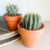 Cacti in terracotta pots