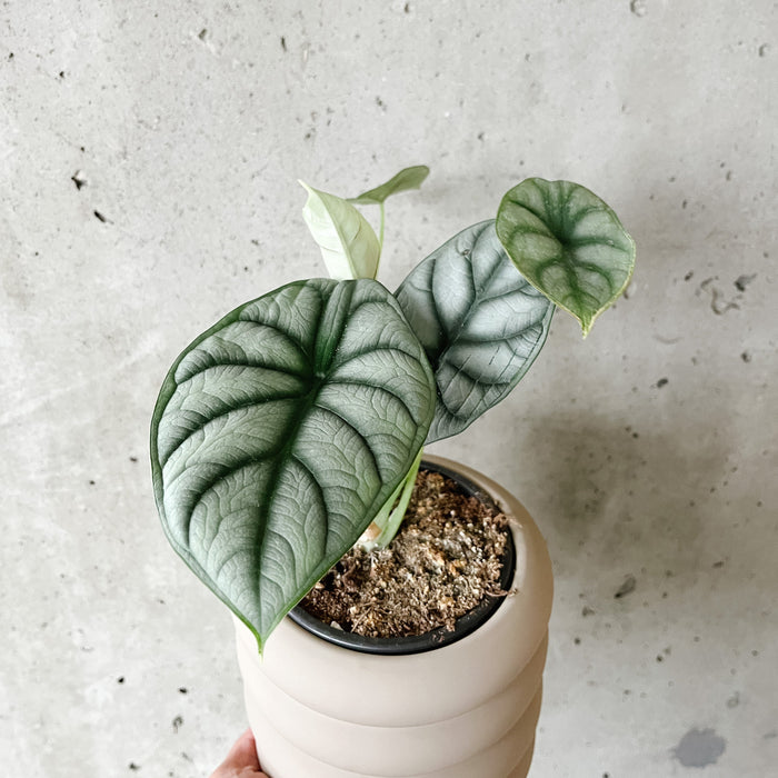Alocasia