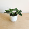 Lime maranta in a white pot