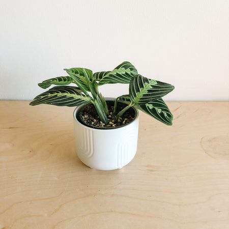 Lime maranta in a white pot