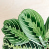 Close-up of lime maranta leaves with herringbone veining