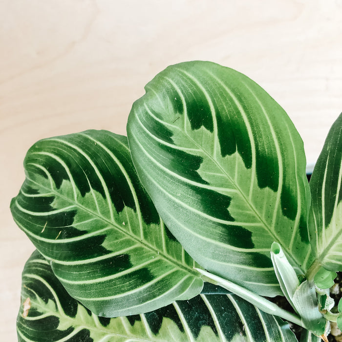 Close-up of lime maranta leaves with herringbone veining