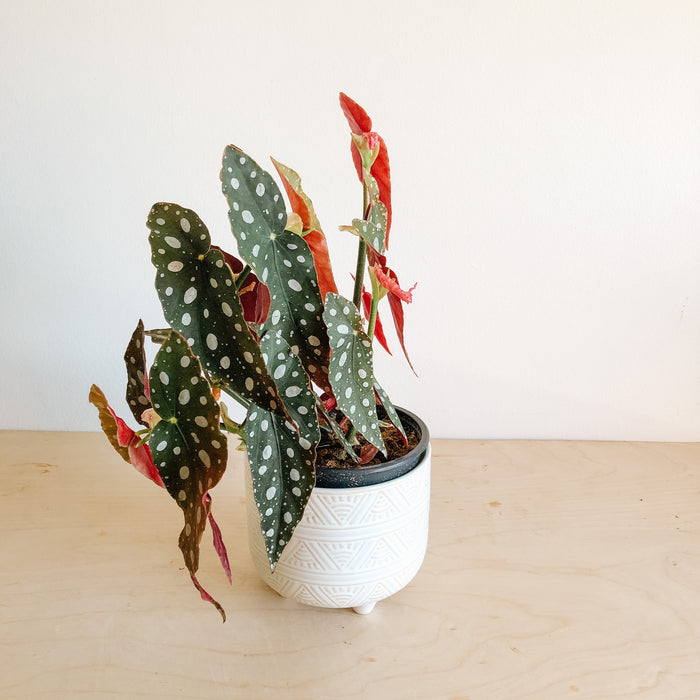 Polka dot begonia with red-backed leaves