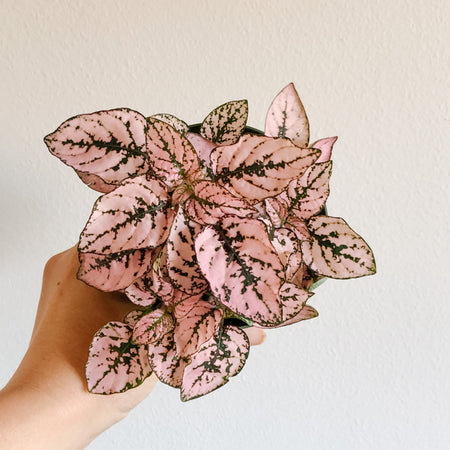 Hand holding a pink polka dot plant