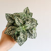 Hand holding a white and green polka dot plant