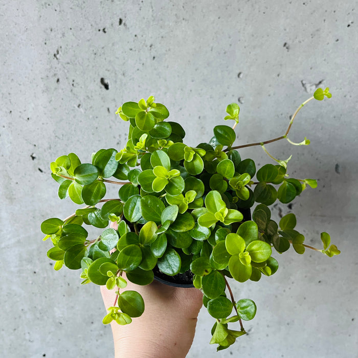 Peperomia Jitterbug