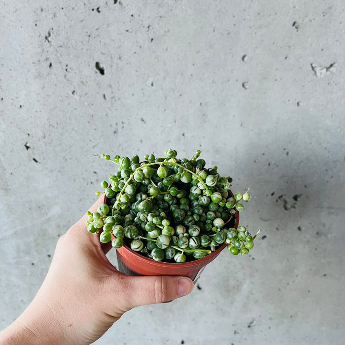 Variegated String of Pearls